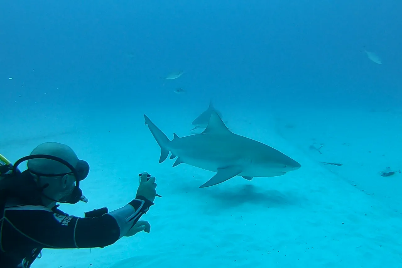 Bull shark diving in Playa del Carmen